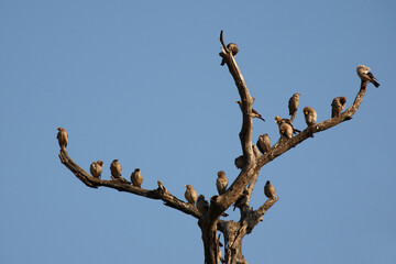 Lappenstar / Wattled starling / Creatophora cinerea..