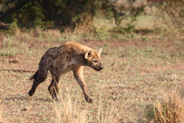 Tüpfelhyäne / Spotted hyaena / Crocuta crocuta...