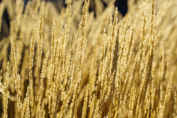 Fototapeta premium Bright yellow grass of the cereal species in the backlight of the sunlight.