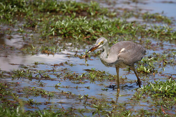 Afrikanischer Graureiher / Grey heron / Ardea cinerea.....