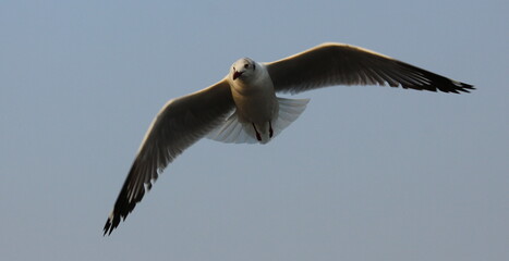 Osprey in flight