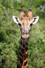 Giraffe / Giraffe / Giraffa camelopardalis