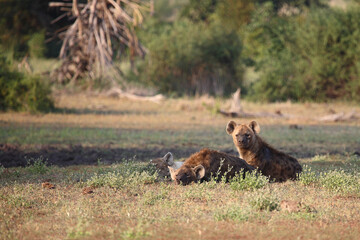 Tüpfelhyäne / Spotted hyaena / Crocuta crocuta..