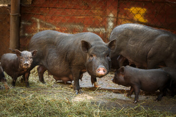 Cute little Vietnamese black piglets on the farm.