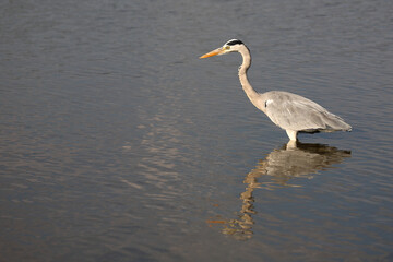 Afrikanischer Graureiher / Grey heron / Ardea cinerea