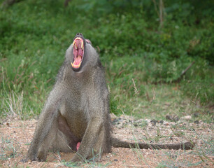 Bärenpavian / Chacma baboon / Papio ursinus....