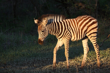 Steppenzebra / Burchell's zebra / Equus burchellii..