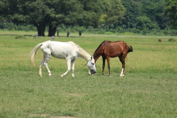 Fototapeta na wymiar Horse and foal