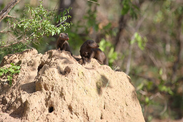 Südliche Zwergmanguste auf Termitenhügel / Dwarf mongoose at Termit's nest / Helogale parvula