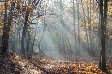 Jesienny las w Bukownie - refleksy świetlne.