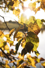 Autumnal Sunny Day background