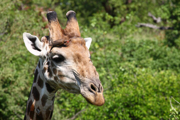 Giraffe / Giraffe / Giraffa Camelopardalis.