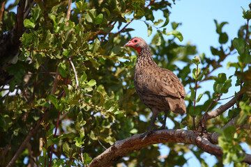 Swainsonfrankolin / Swainson's francolin or Swainson's spurfowl / Francolinus swainsonii.