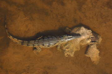 Fototapeta premium Nilkrokodil / Nile crocodile / Crocodylus niloticus..