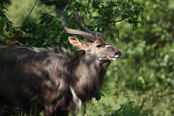 Nyala und Rotschnabel-Madenhacker / Nyala and Red-billed oxpecker / Tragelaphus angasii et Buphagus...