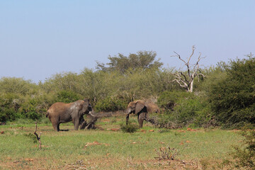 Afrikanischer Elefant / African elephant / Loxodonta africana