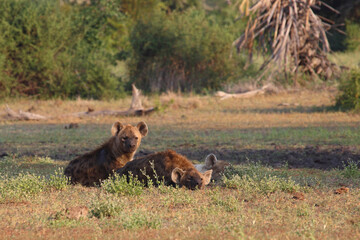 Tüpfelhyäne / Spotted hyaena / Crocuta crocuta..