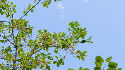 Chokecherry (padus virginiana) with ripening berries