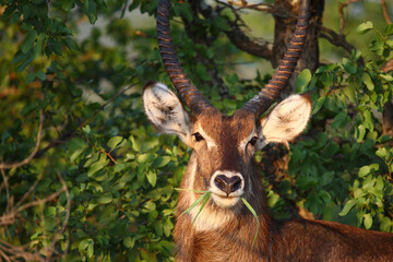 Wasserbock / Waterbuck / Kobus ellipsiprymnus