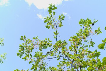 Chokecherry (padus virginiana) with ripening berries
