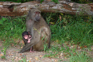 Bärenpavian / Chacma baboon / Papio ursinus......