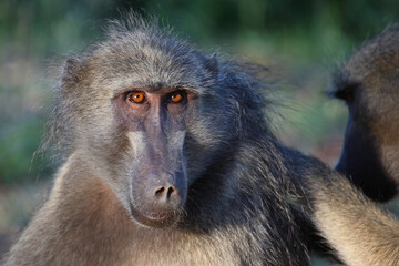 Bärenpavian / Chacma baboon / Papio ursinus..