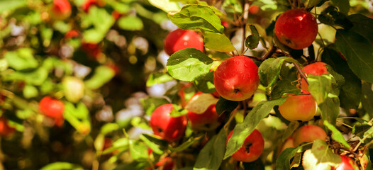 Apples in the summer garden in the sun banner