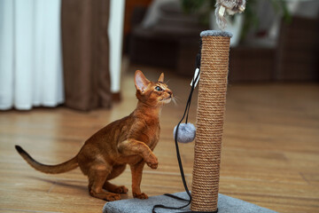 An abyssinian cat sharpening its claws at the scratching post