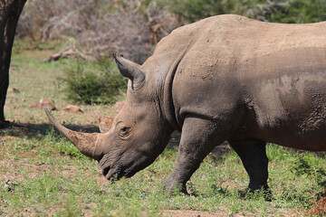 Fototapeta premium Breitmaulnashorn / Square-lipped rhinoceros / Ceratotherium simum