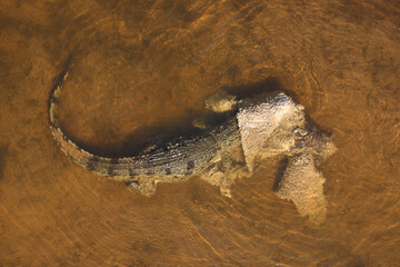Nilkrokodil / Nile crocodile / Crocodylus niloticus..