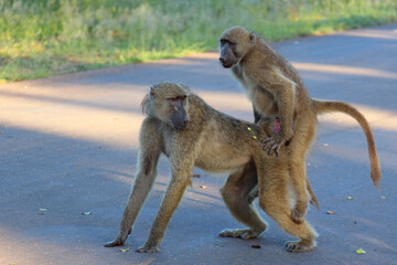 Bärenpavian / Chacma baboon / Papio ursinus