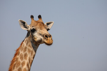 Obraz premium Giraffe / Giraffe / Giraffa camelopardalis