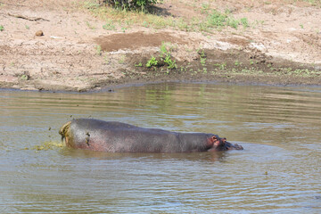 Flußpferd / Hippopotamus / Hippopotamus amphibius