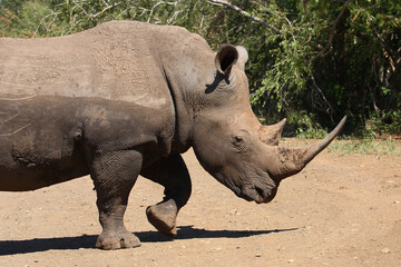 Obraz premium Breitmaulnashorn / Square-lipped rhinoceros / Ceratotherium simum