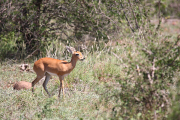 Afrikanischer Steinbock / Steenbok / Raphicerus campestris