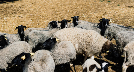 Group of funny sheeps. Portrait of sheep on the farm.