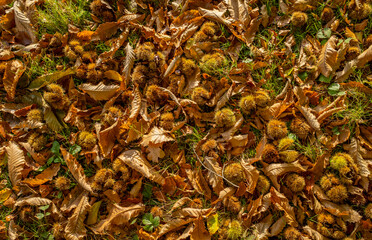 Chestnuts autumn texture