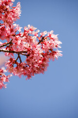 長徳寺門前のオカメザクラ