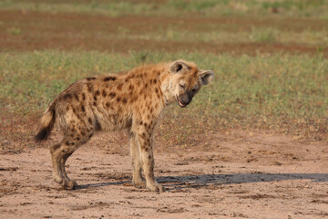 Tüpfelhyäne / Spotted hyaena / Crocuta crocuta..