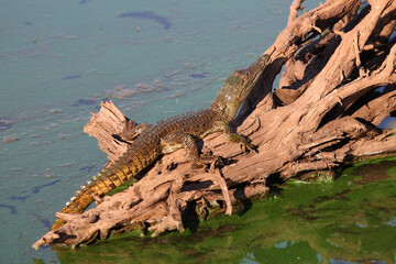 Nilkrokodil / Nile crocodile / Crocodylus niloticus..