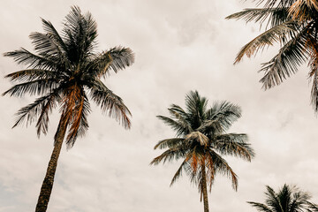 Fototapeta na wymiar Coconut trees in the wind on the beachfront