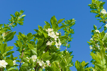 White flowers and green leaves of apple tree on background of blue spring sky 