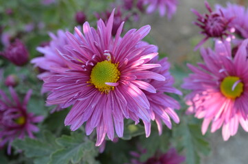 Fototapeta premium Chrysanthemum garden pink. 