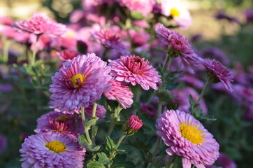 Chrysanthemum garden pink. 