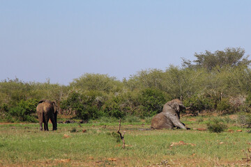 Afrikanischer Elefant / African elephant / Loxodonta africana