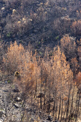 Forest Fire in Red Pine Forests, Bodrum - Turkey