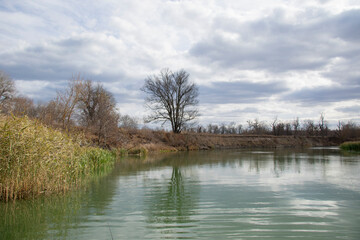 Beautiful forest beautiful trees