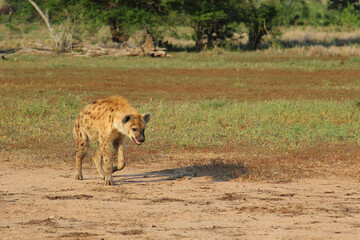 Tüpfelhyäne / Spotted hyaena / Crocuta crocuta...
