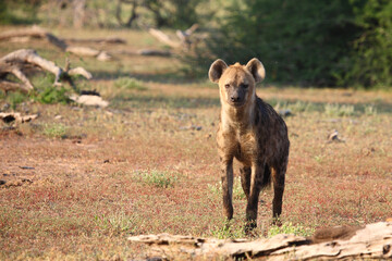 Tüpfelhyäne / Spotted hyaena / Crocuta crocuta..