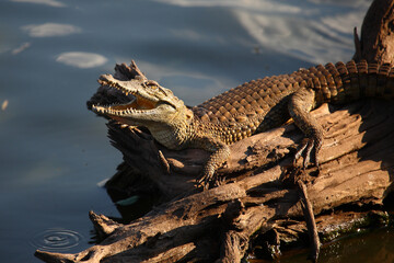 Nilkrokodil / Nile crocodile / Crocodylus niloticus..